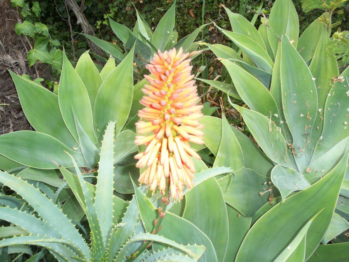 Vakantiehuis Casa Flores *